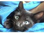 Hera Domestic Shorthair Kitten Female