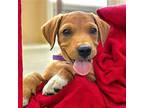 PUPPY CEDAR Labrador Retriever Puppy Male