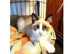 Birch Snowshoe Kitten Female