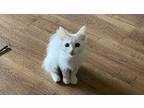 Salt Domestic Shorthair Kitten Female