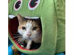 Apple Domestic Shorthair Senior Female