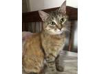 Adopt Mimi a Tabby, Domestic Short Hair