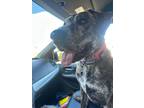 Adopt Ellie a Shepherd, Mastiff