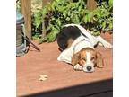 Adopt Willow a Treeing Walker Coonhound, Beagle
