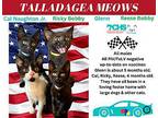 Glenn Domestic Shorthair Kitten Male
