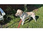 Everlee Labrador Retriever Young Female