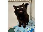 Ms. Kitty Domestic Longhair Adult Female