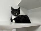 Punch Buggy Domestic Shorthair Kitten Female