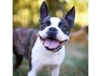 Adopt Maple a Boston Terrier