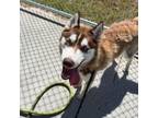Adopt ZENA a Siberian Husky