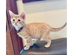 Queso Domestic Shorthair Kitten Male