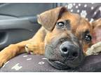 Sprout Shepherd (Unknown Type) Puppy Male