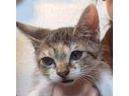 Eris Domestic Shorthair Kitten Female