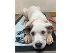 PETEY American Pit Bull Terrier Young Male