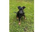 Quill Doberman Pinscher Puppy Male