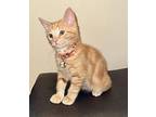 Peanut Domestic Shorthair Kitten Male