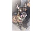 Adopt Asha - Located in Florida a Dutch Shepherd