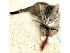 Adopt DQ (Drama Queen) a Domestic Short Hair
