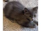 Adopt Nala 2 a Russian Blue
