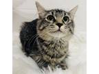 Adopt Daisy kitty a Domestic Long Hair