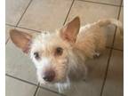 Adopt Sandy a Wirehaired Terrier, Fox Terrier