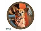 Adopt Tink a Papillon