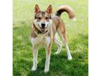 Adopt Sedona a Siberian Husky