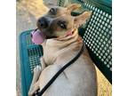 Adopt Elsie a Boxer, Pit Bull Terrier