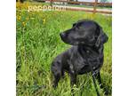 Adopt Pepperoni a Labrador Retriever