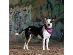 Adopt Sweetie Pie a Fox Terrier, Labrador Retriever