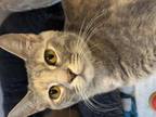 Adopt Nala a Domestic Short Hair
