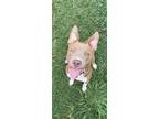 Adopt Nikki a Pit Bull Terrier