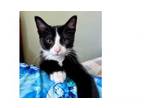 Adopt Mia a Domestic Short Hair