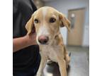 Adopt Lilly a Yellow Labrador Retriever