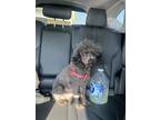 Adopt Peppa a Miniature Poodle