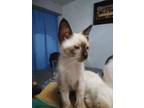 Adopt Mocha Kitten a Siamese