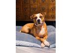 Adopt Precious a Pit Bull Terrier, Terrier