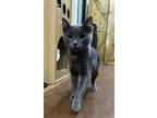 Adopt Gracie Lou Freebush a American Shorthair