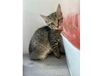 Adopt Bae a American Shorthair