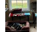 Adopt Twix a Black Labrador Retriever, Mixed Breed