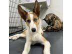 Adopt Buttercup a Husky