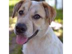 Adopt Ambrosia a Labrador Retriever, Cattle Dog