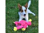 Adopt Babycakes a Mixed Breed
