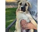 Adopt Indy a Pit Bull Terrier, Mixed Breed