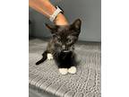 Adopt Amelia a American Shorthair