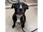Adopt [phone removed] "Alanna" a Black Labrador Retriever, Pit Bull Terrier