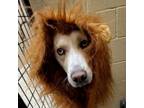 Adopt Izzy a Husky