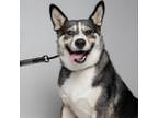 Adopt Sheba a Husky