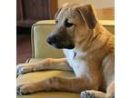 Adopt Sassafras a Shepherd, Yellow Labrador Retriever