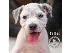 Adopt World of Love Litter: Dallas a American Staffordshire Terrier